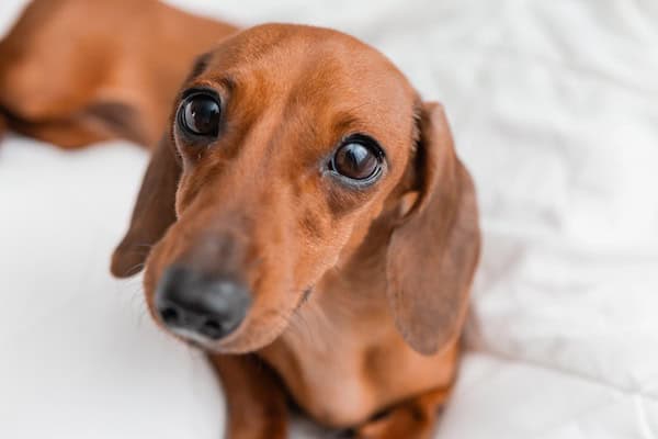 dachshund lies in the bed. white cotton blanket, space for text