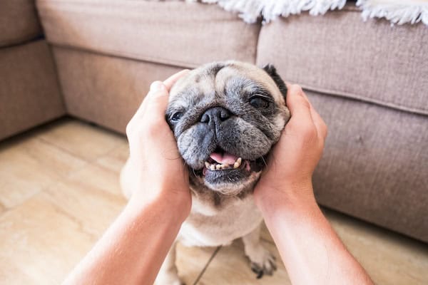 close up of hands of a man or woman taking the head of a cute and adorable pug - best friends at home - sofa in the background